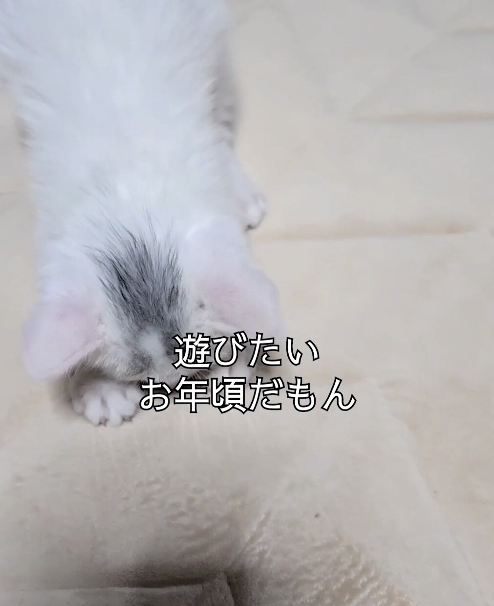 ショート動画のキャプション入れます Instagram・TikTok動画のキャプション入れ イメージ3