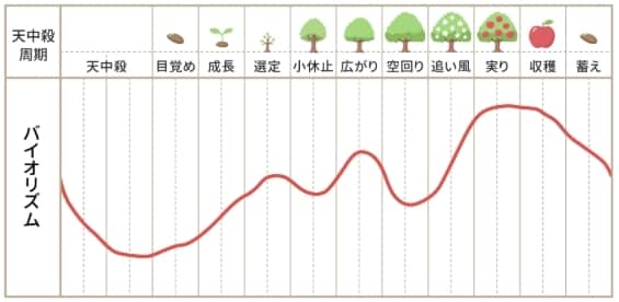 四柱推命でみる運気のバイオリズムを☆お伝えします 人生の成功法則といわれる運気の波を活かしてみませんか ♪ イメージ2