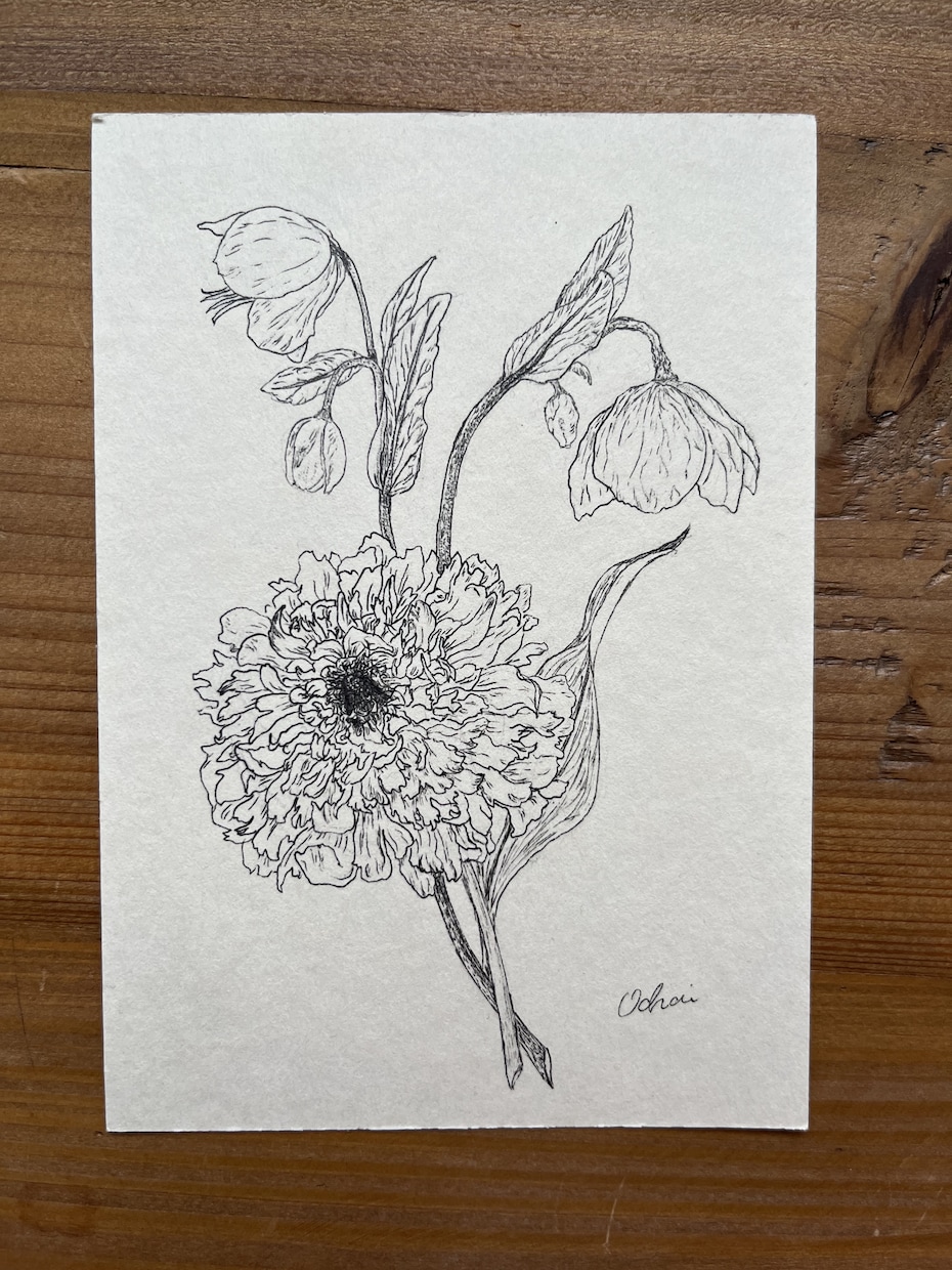 植物のペン画描きます 添付の画像のようなイラストを描きます。 イメージ1