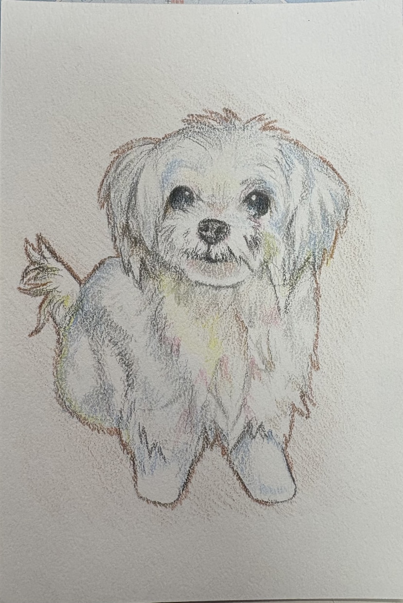 色鉛筆で描いたペットの肖像画を原画でお届けします 犬・猫・鳥・爬虫類・魚類・昆虫など種類は問いません イメージ4