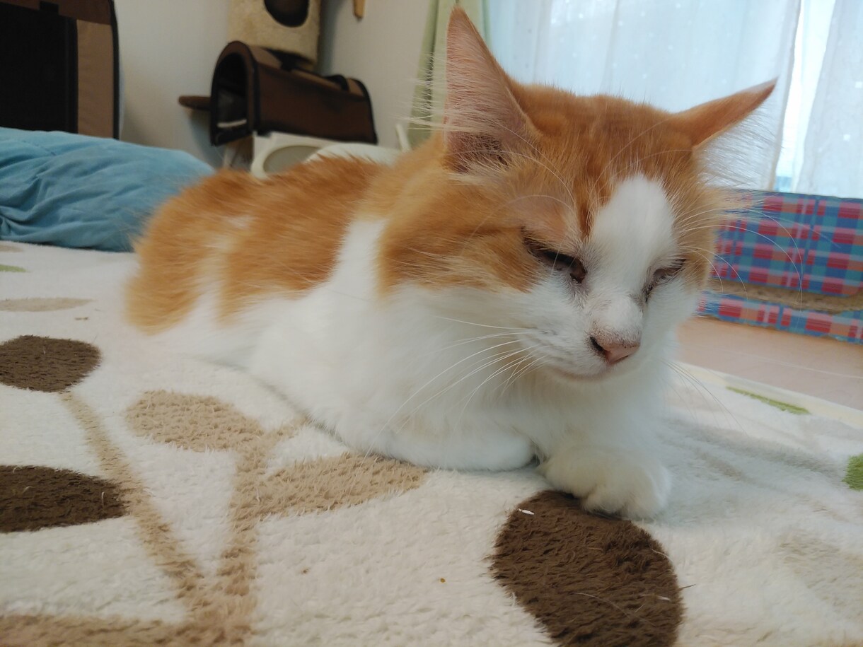あなたとネコにあった暮らし方アドバイスします ネコとの生活で抱えている悩みや、困りごとの相談に乗ります イメージ7