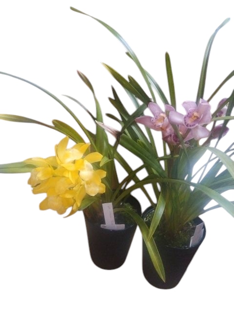 シンビジウムのお悩み解決、お手伝いいたします 植物がもっと好きになる、育てるワクワクもお届けします イメージ1