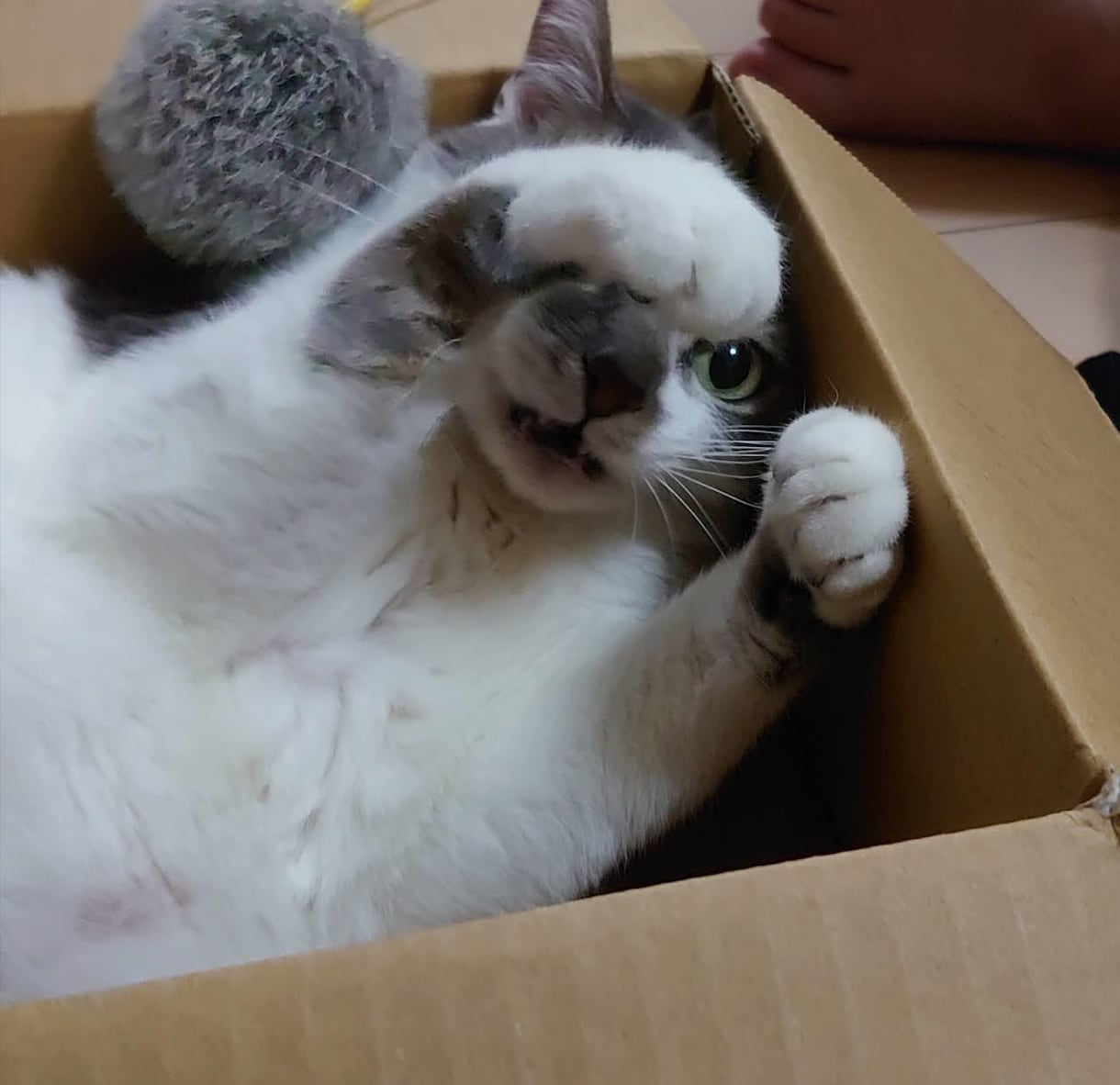 ペットの飼育相談のります お互いより良い理解者になるために一緒に考えます イメージ4