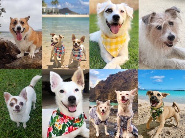 ペットの気持ち、お伝えします 大切なペットと飼い主さんの橋渡しをします。 イメージ4