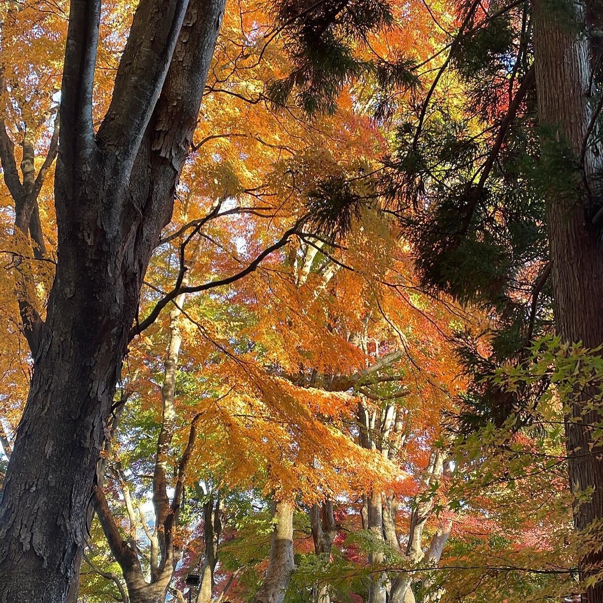 カップルや家族向けの旅行プランを提案します 大切な人と素敵な思い出を作りましょう。 イメージ5