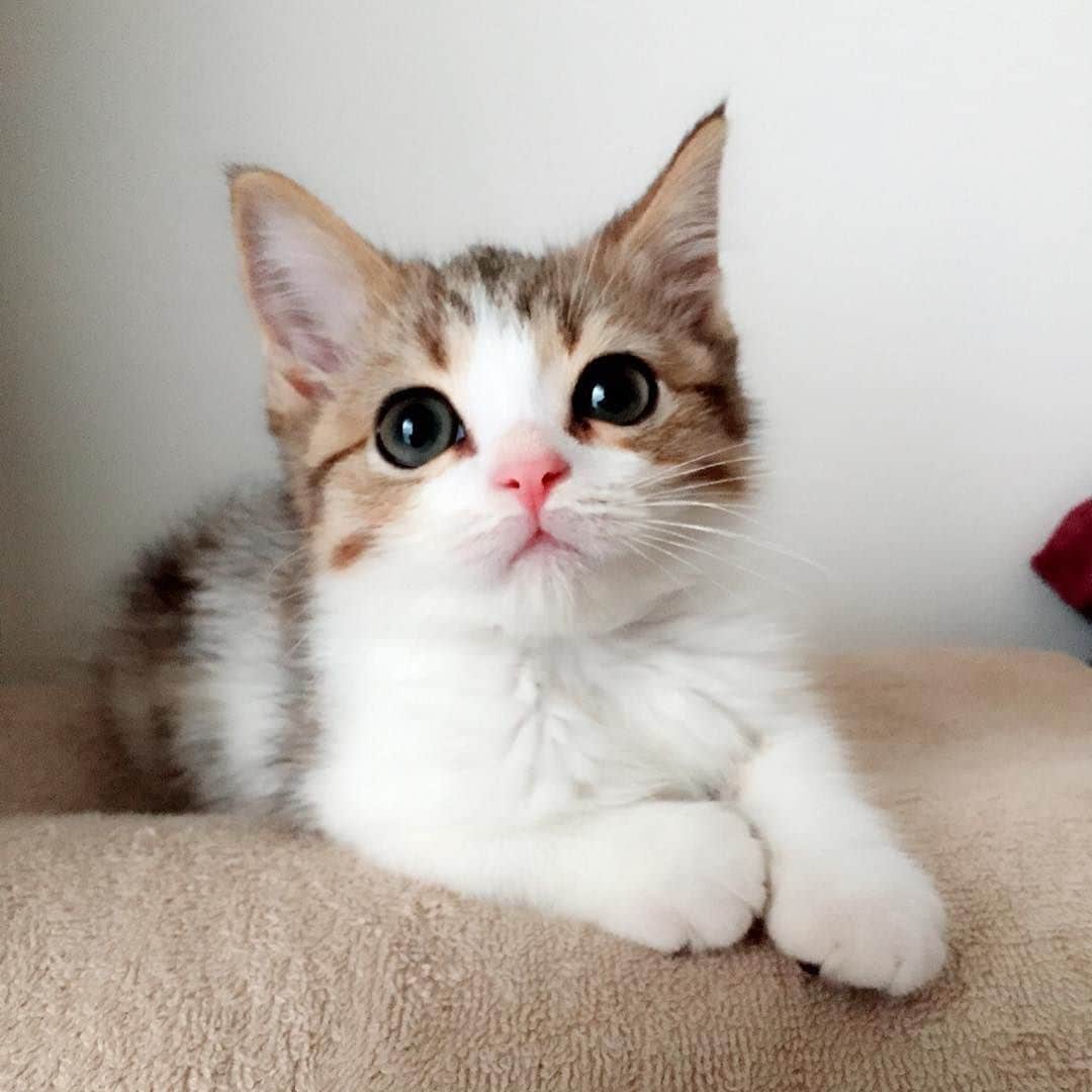 猫の飼い方わからない人に【猫の飼い方】教えます 10年間猫を飼っていて猫が大好きな猫好きが教えます イメージ2
