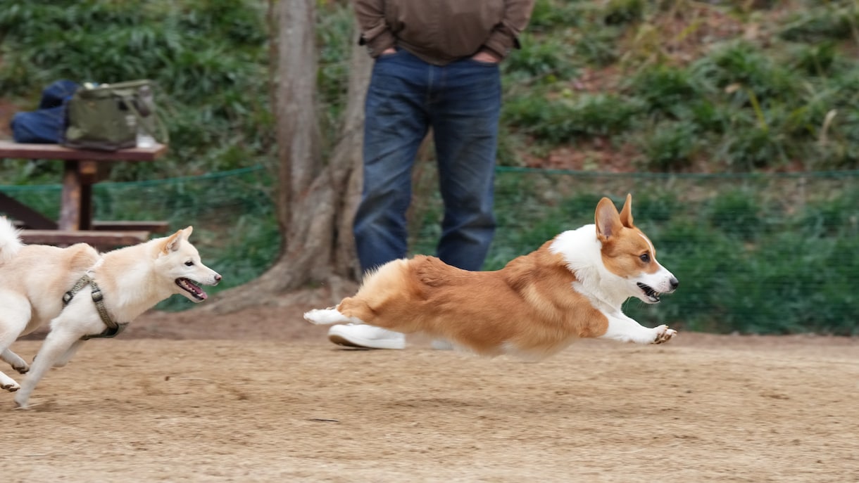 広島のドッグランで浮いてる犬の撮影をします ソニーのハイエンドカメラで一瞬を切り取ります イメージ4