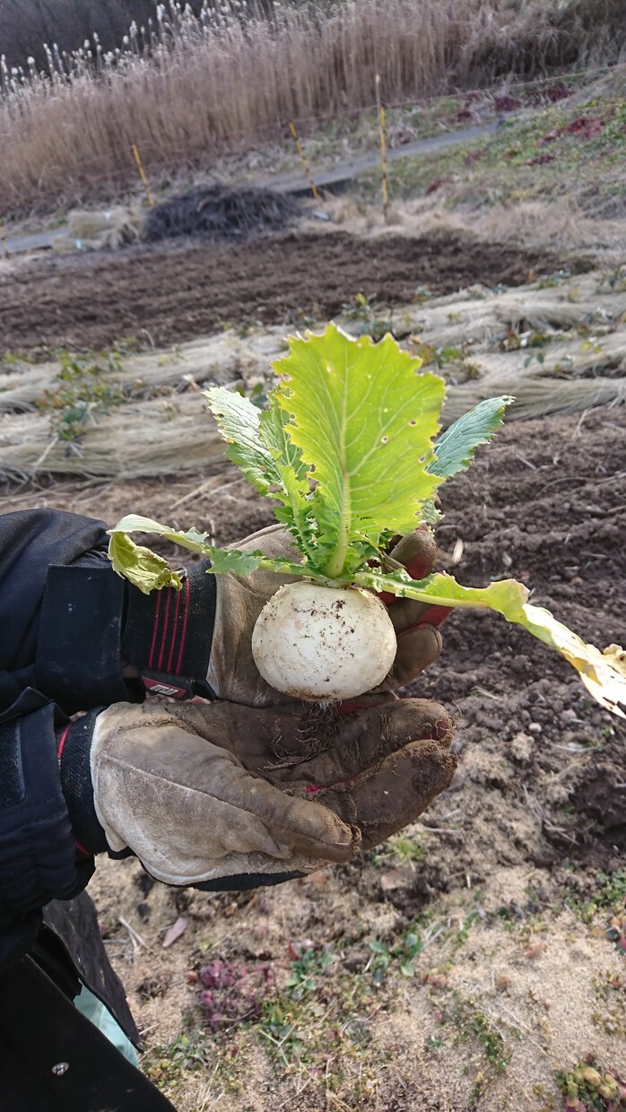 野菜農家が本気でお手伝いします 世界で唯一の野菜、育ててみませんか。 イメージ3