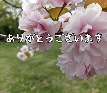桜の写真LINEスタンプ作ります 文字変更OKやさしい桜スタンプ イメージ3