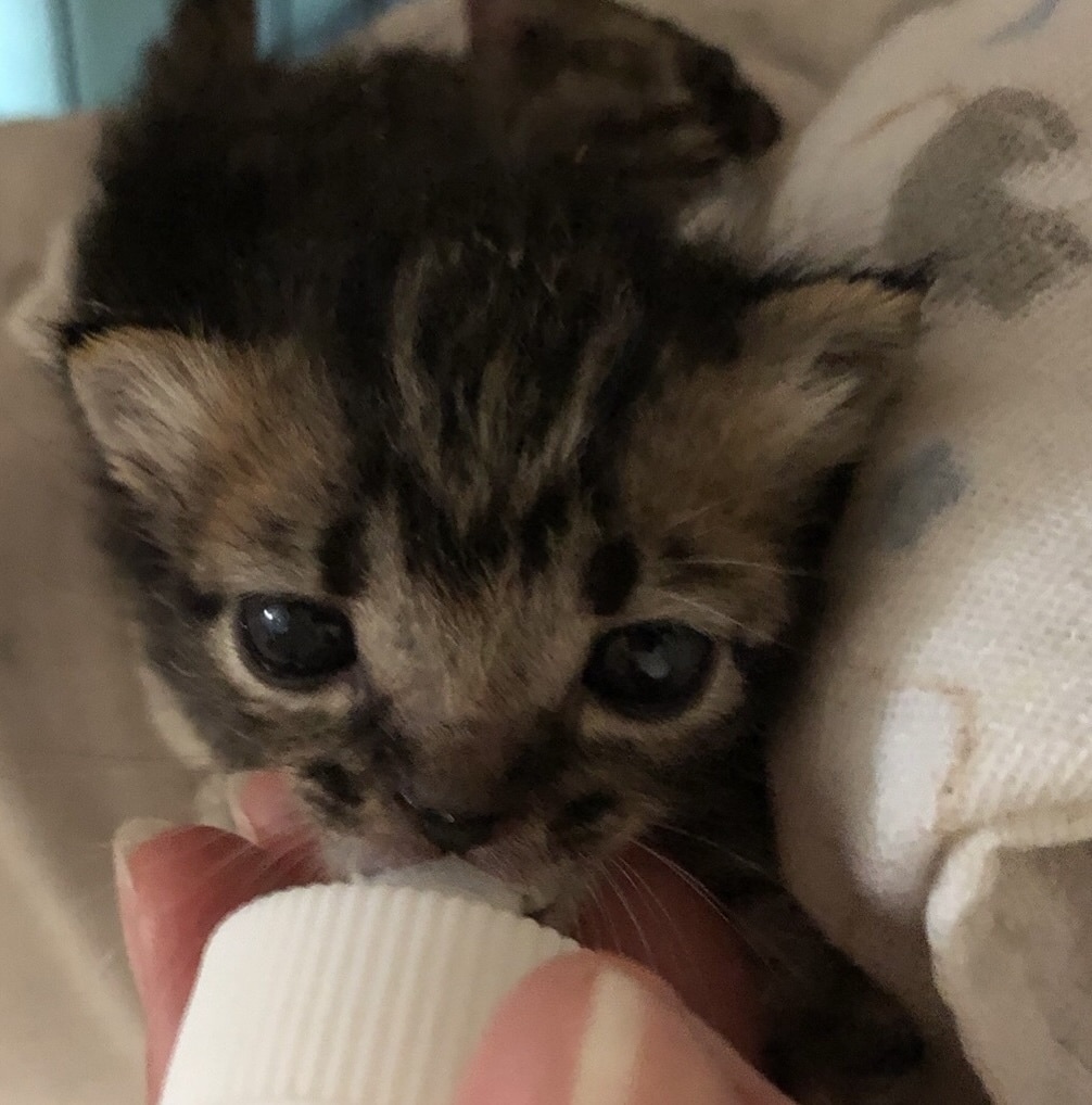 保護子猫の育て方（初心者歓迎）丁寧にサポートします 乳飲み子猫の命をつなぐ技術と知識、伝えます,ﾟ.:｡+ﾟ イメージ4