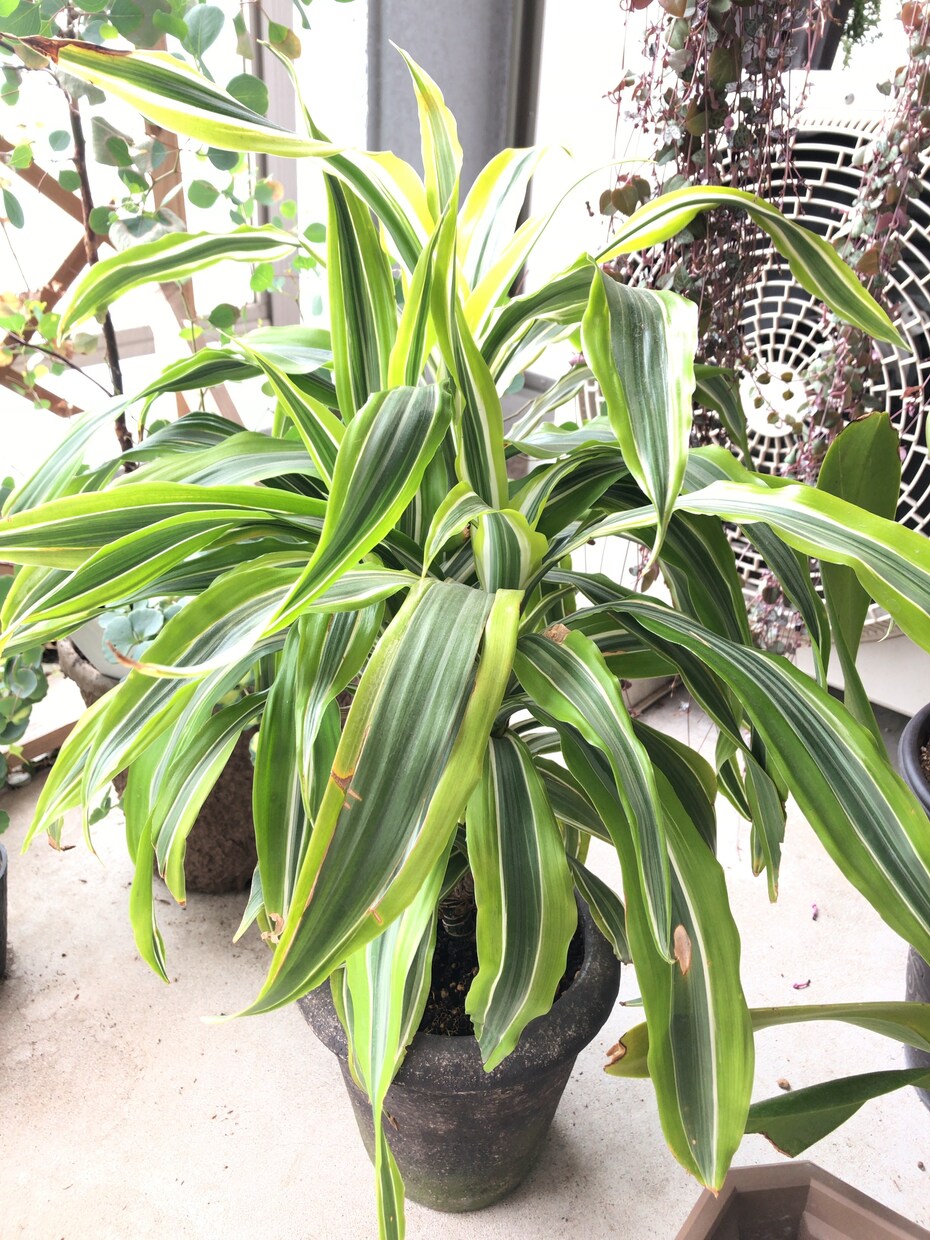 プロが植物に関するお悩み解決致します 植物のプロが即日お答え致します(^^) イメージ2