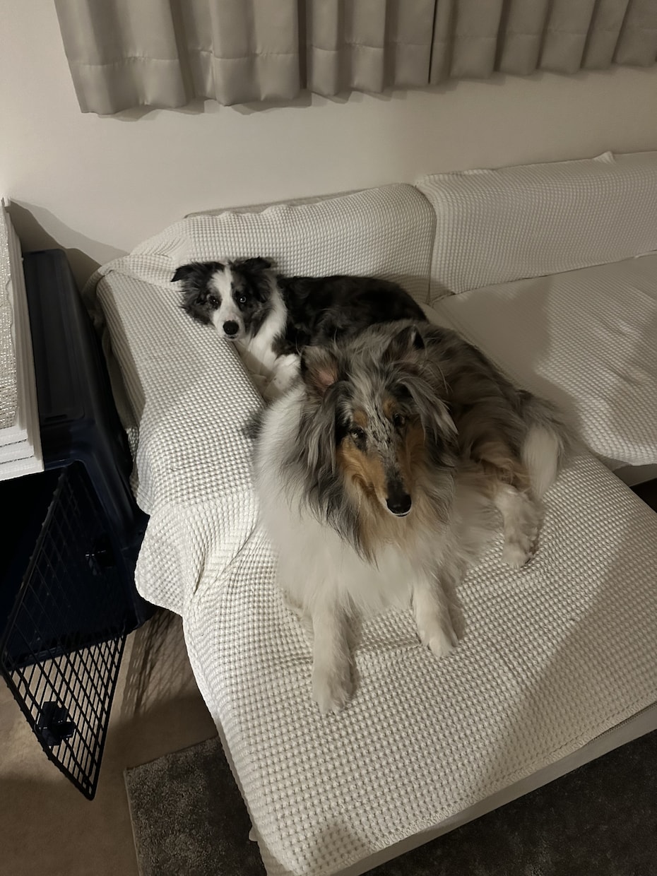 愛犬の間取りや内装の悩みをプロが解決します 現場監理15年×愛犬家！安全な間取りや内装をアドバイス イメージ4