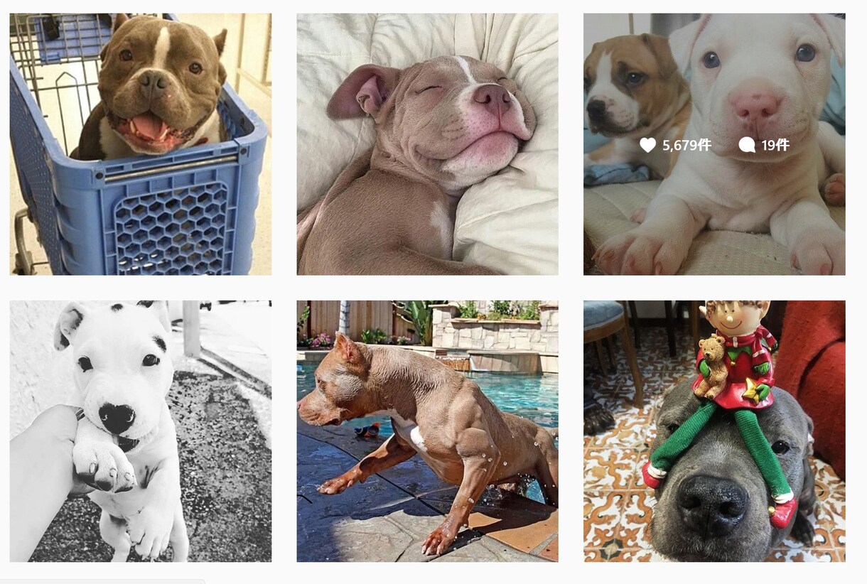 Instagramであなたの写真・動画を投稿します フォロワー200千人!犬テーマのインスタグラムPRにオススメ イメージ1