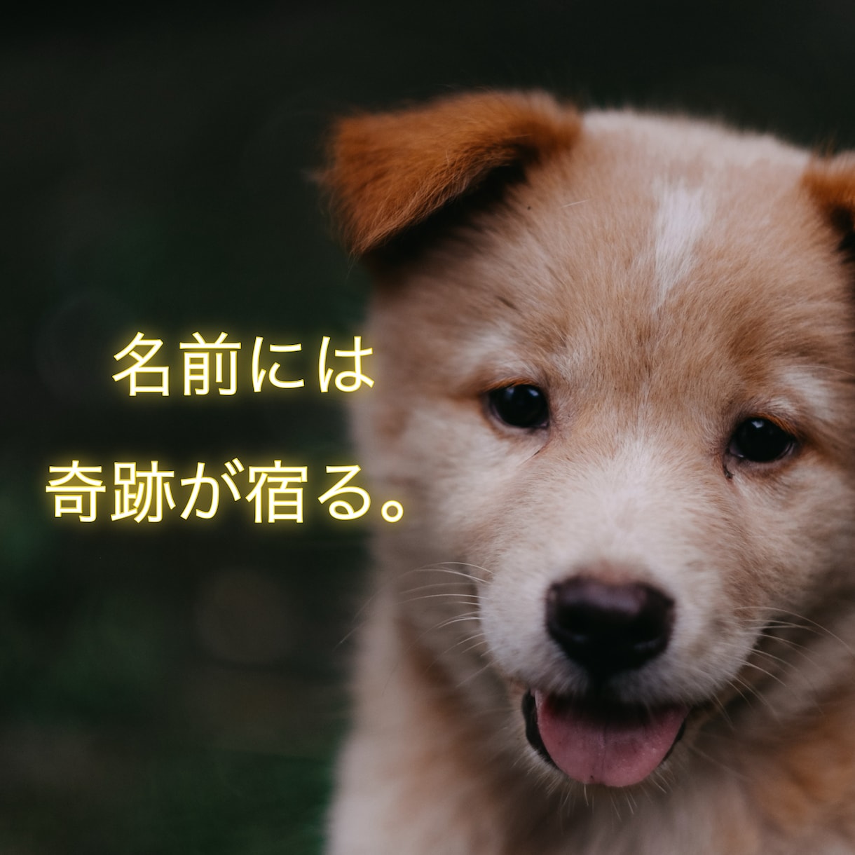 あなたのペットさんに運命の名前を提案します 音・波動・ご縁から導く名づけを イメージ2