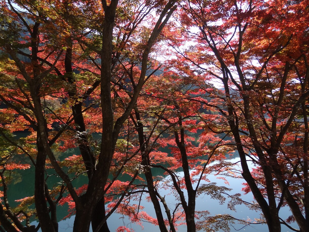 秋の京都観光！教えます 紅葉名所が多数の京都、地元民ならではの選りすぐりの名所紹介！ イメージ4