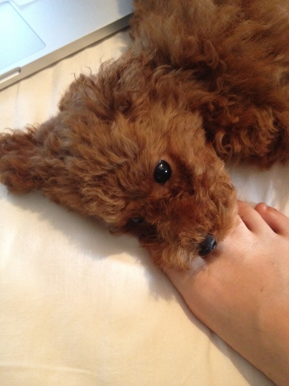 愛犬のお話ししませんか？犬バカトークで盛り上げます 物心ついた時から犬と一緒の私とゆるゆる愛犬トークしませんか？ イメージ4
