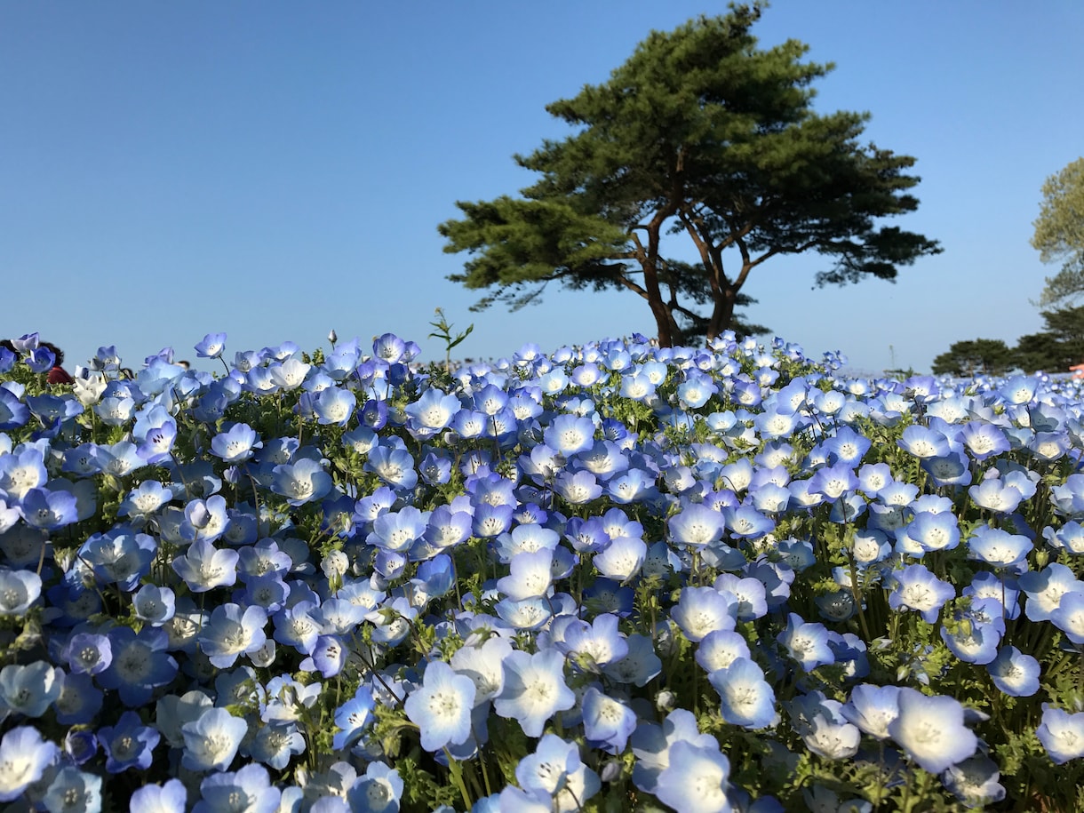 つかれたあなたを外に連れ出す計画します 〜こころを癒すためのお出かけ相談〜 イメージ2