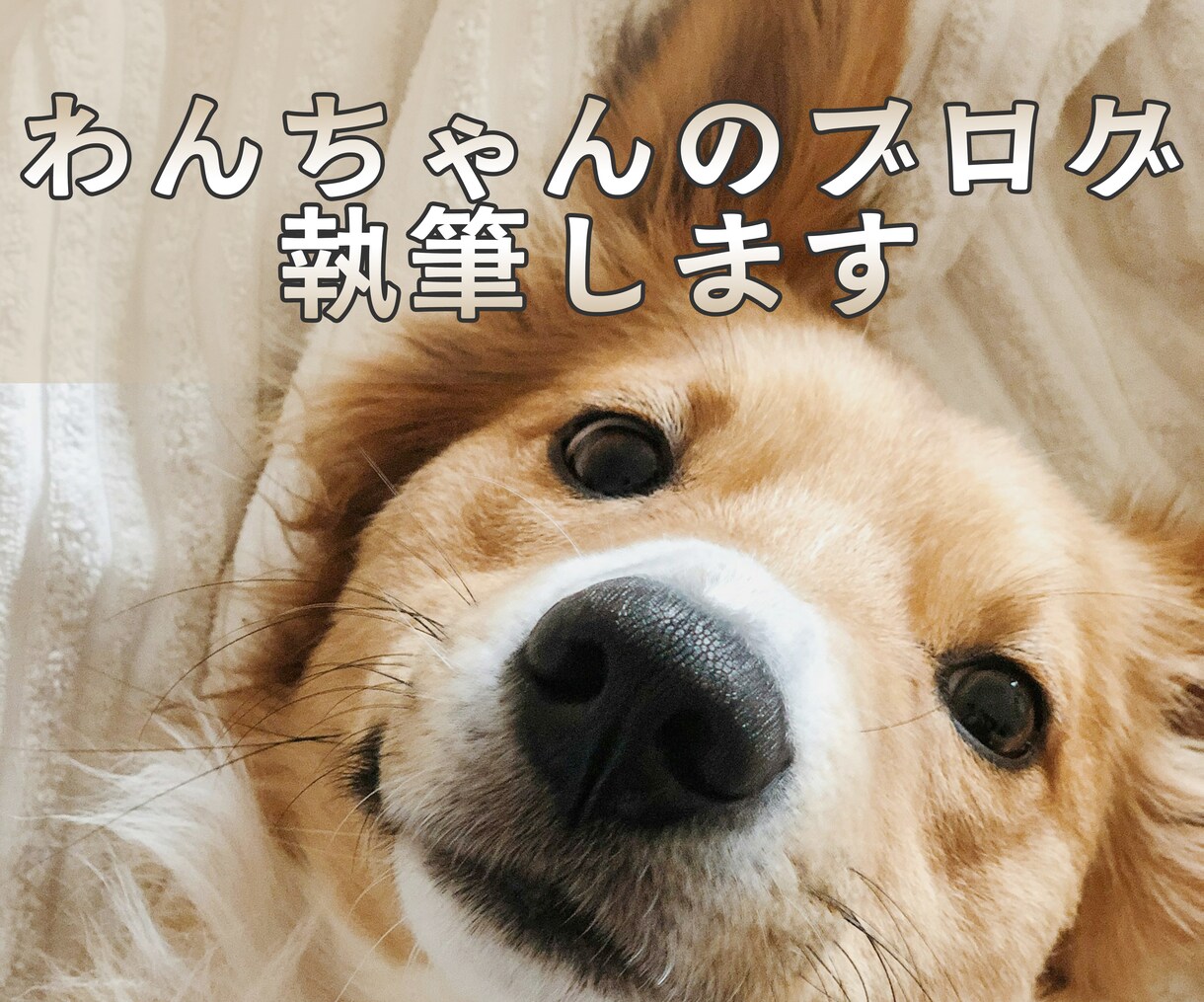 わんちゃんのブログを執筆します わかりやすく、奥が深い記事を作成します イメージ1