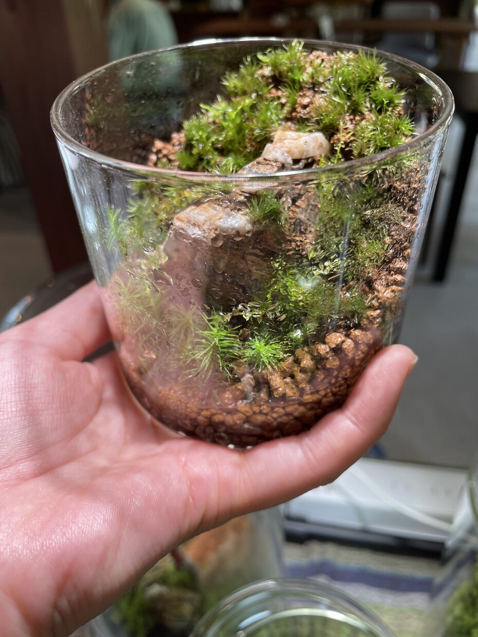 苔テラリウム･パルダリウム作成します お家に小さな森を取り入れませんか？ イメージ3
