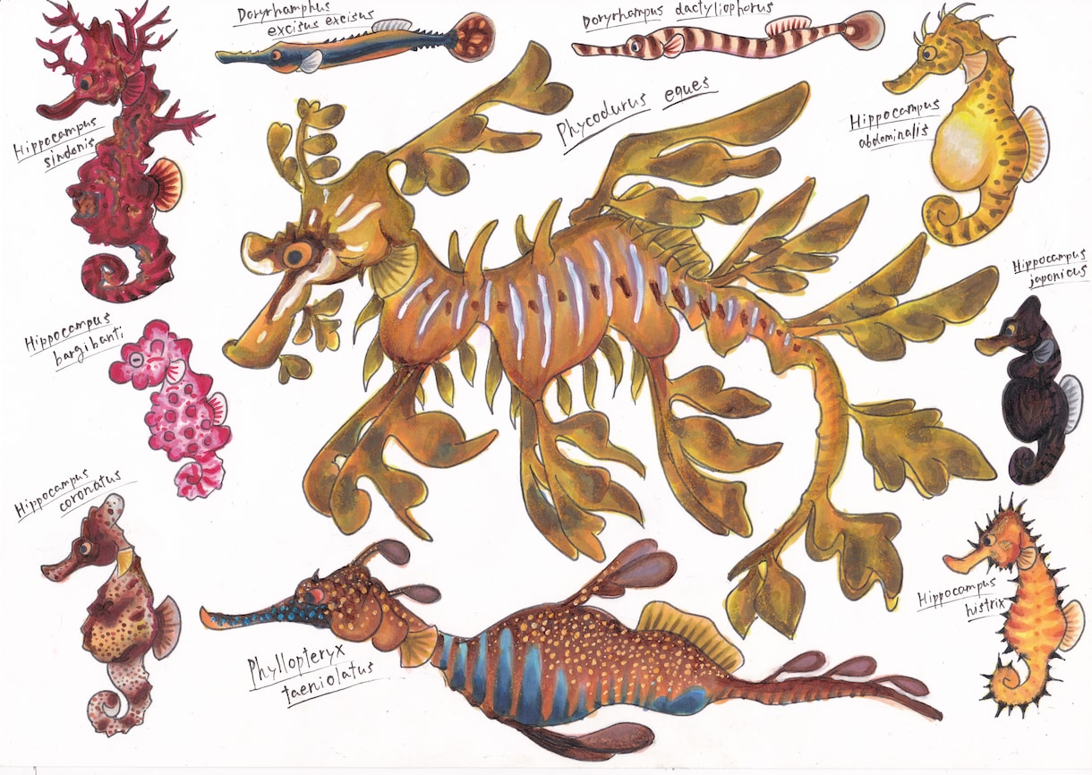 海洋生物のイラスト描きます 小さな魚から大きなクジラまで、種類色々お任せください！ イメージ5