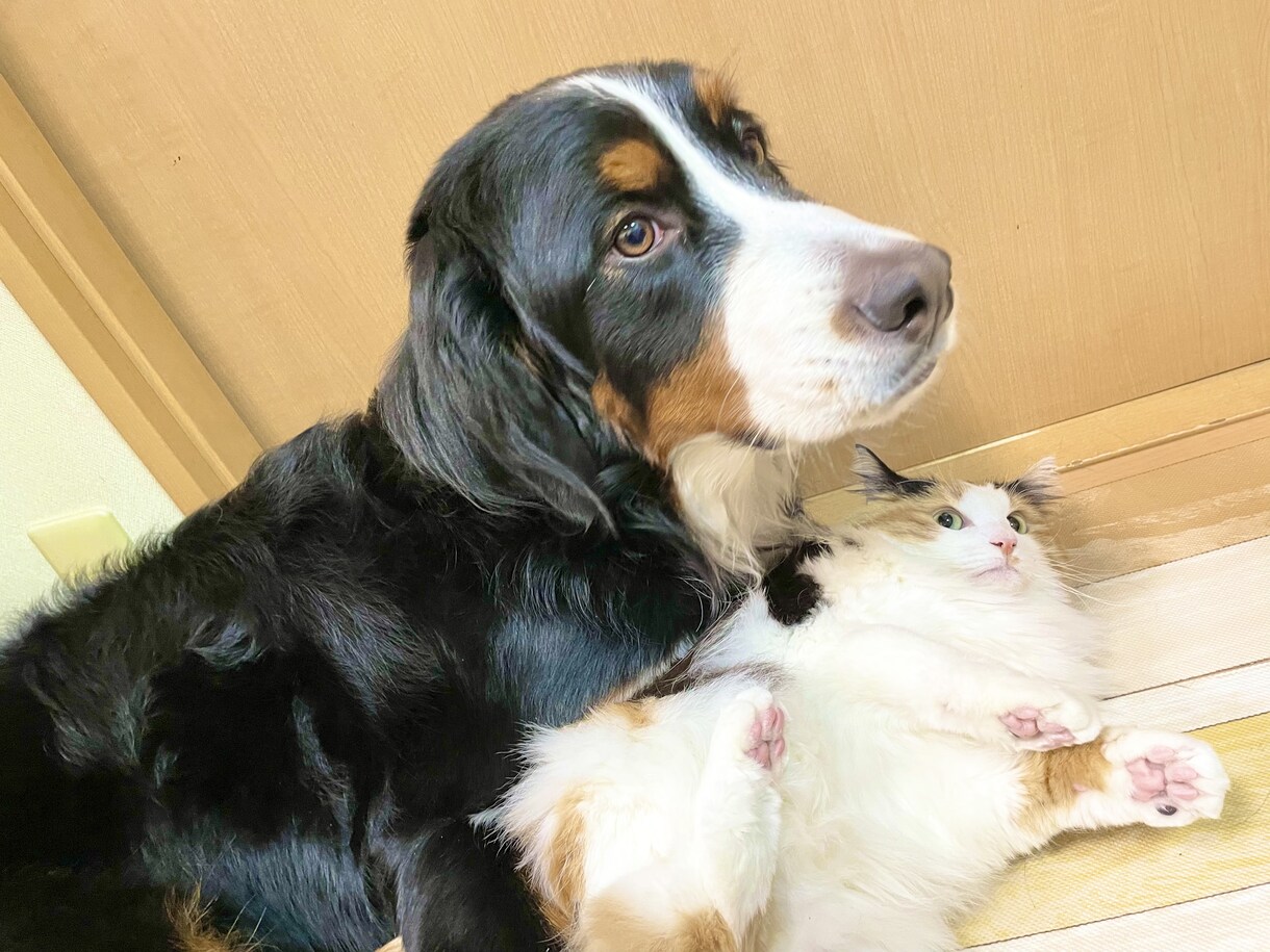 愛犬に関する記事を執筆します 愛犬との快適な暮らしを実現したい方へ。 イメージ4