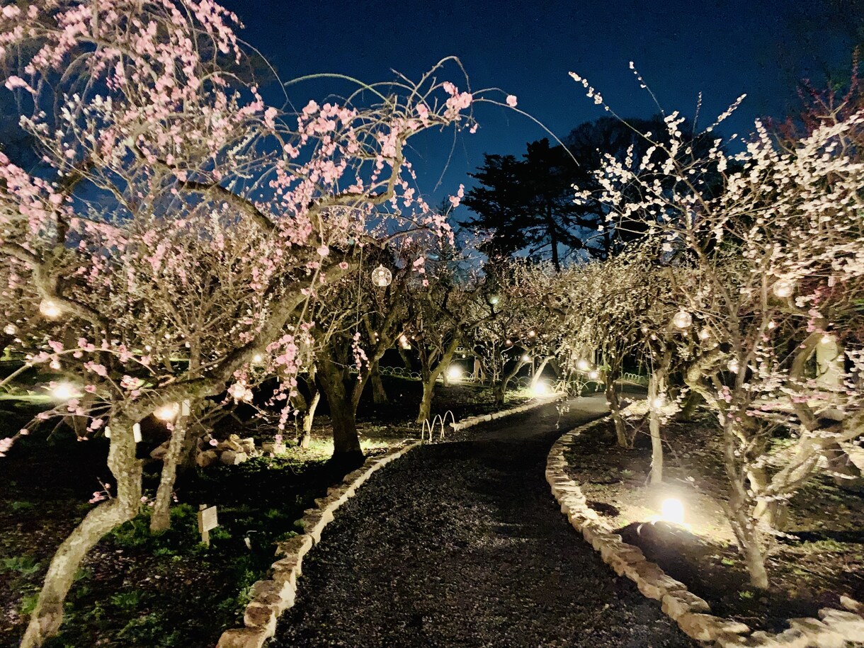 合格祈願⭐️学問の神様の北野天満宮へ代理参拝します 受験や大事な試験を控えている方やご家族様へ イメージ3