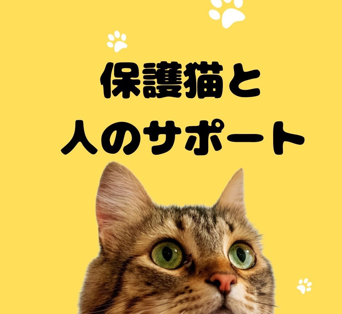 野良猫、保護猫の悩みに寄り添います あなたと猫の「いま必要な一歩」を一緒にみつけます。 イメージ1