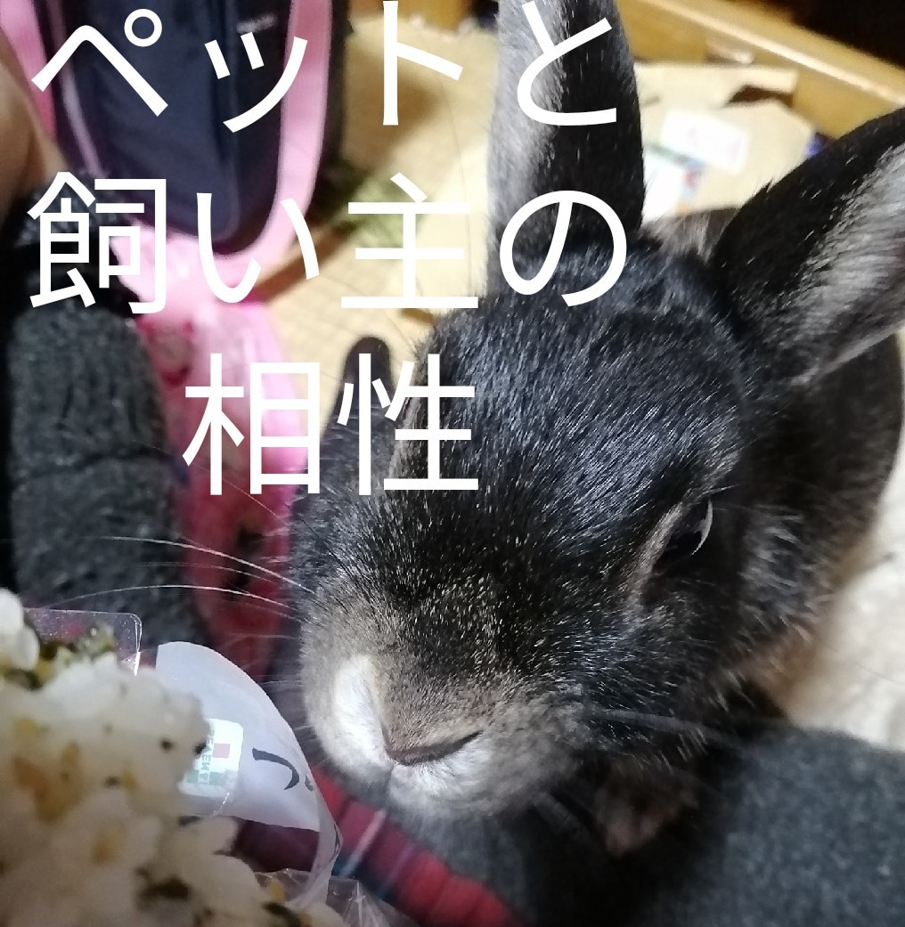 ペットと飼い主の相性、ペットの気持ち占います タロットカードにて占わせていただきます☆ イメージ1