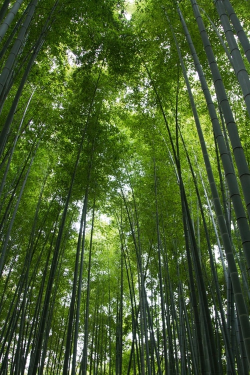 西洋占星術であなたのお悩みにお答えします 現状を知り、時期を活用して望む未来を手に入れましょう！ イメージ1