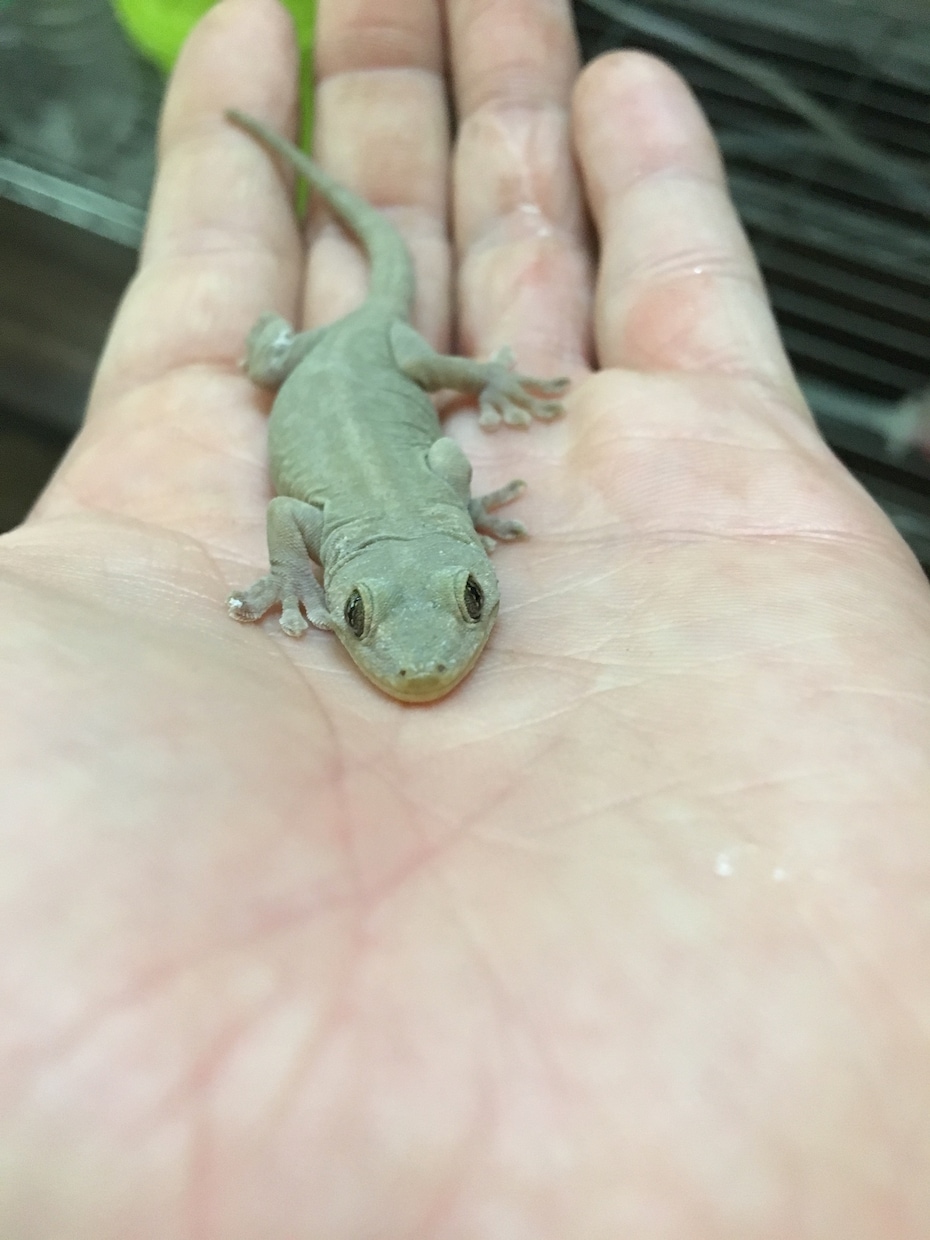 ヘビ、トカゲ、カメ、カエルの飼育相談のります 現在日本産(野生由来)のもの22種50匹ほど飼育中。 イメージ3