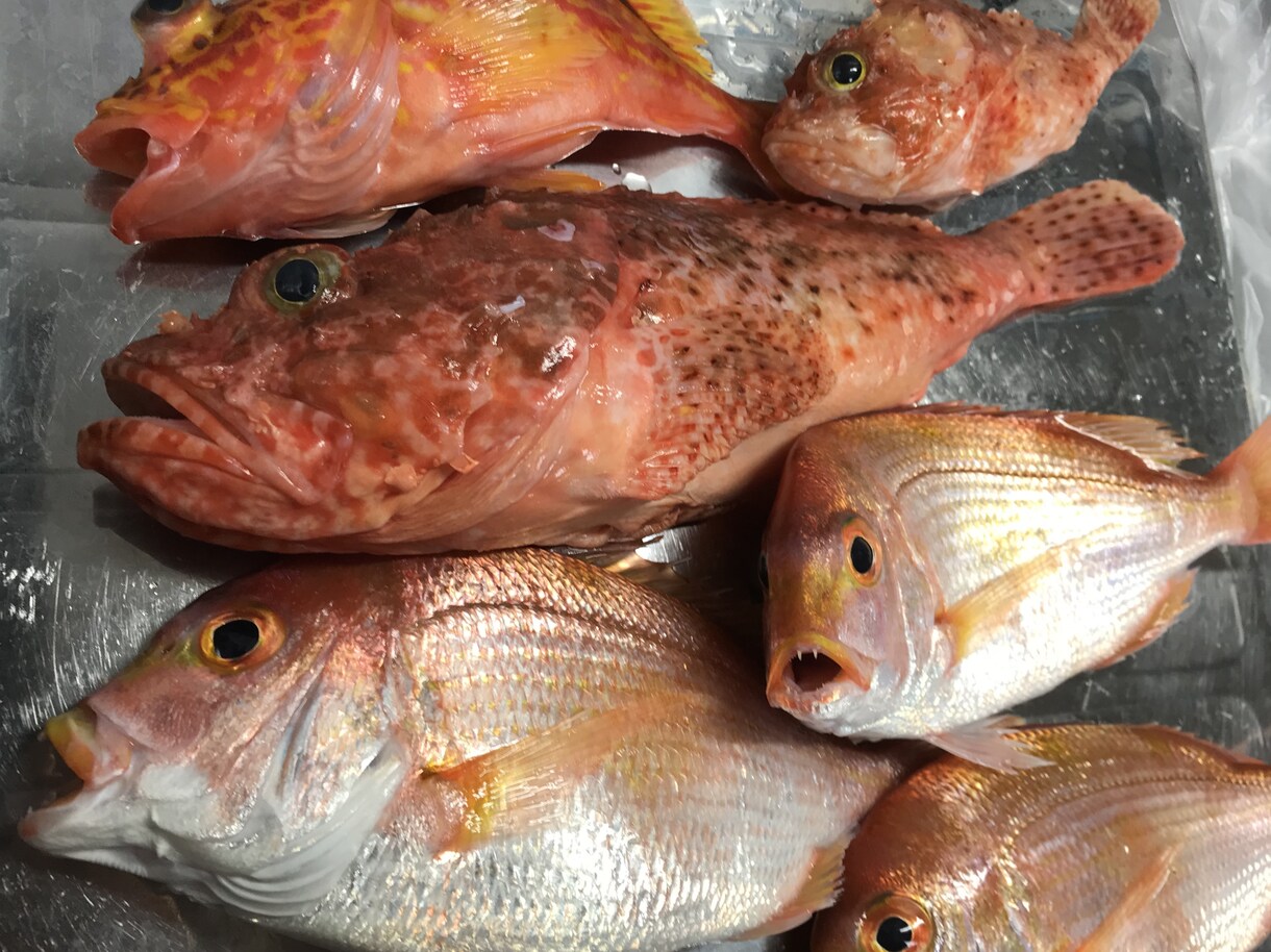 はじめての魚釣り！をお手伝いします 魚釣り、何からすれば良いの？をレクチャーします！ イメージ6