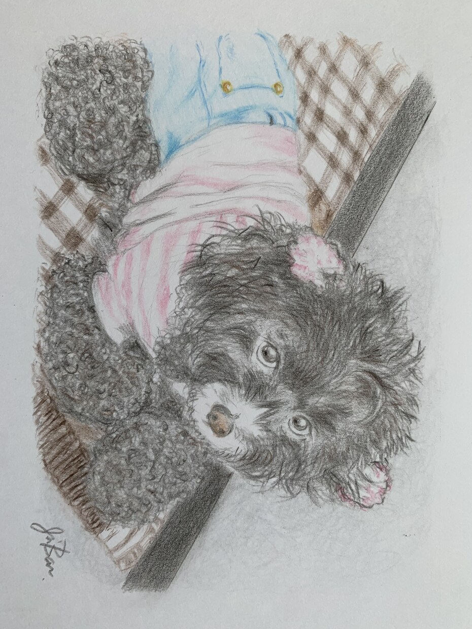 愛するペットのイラストを描きます いただいたペットの写真を基に色鉛筆にてイラストを描きます。 イメージ3