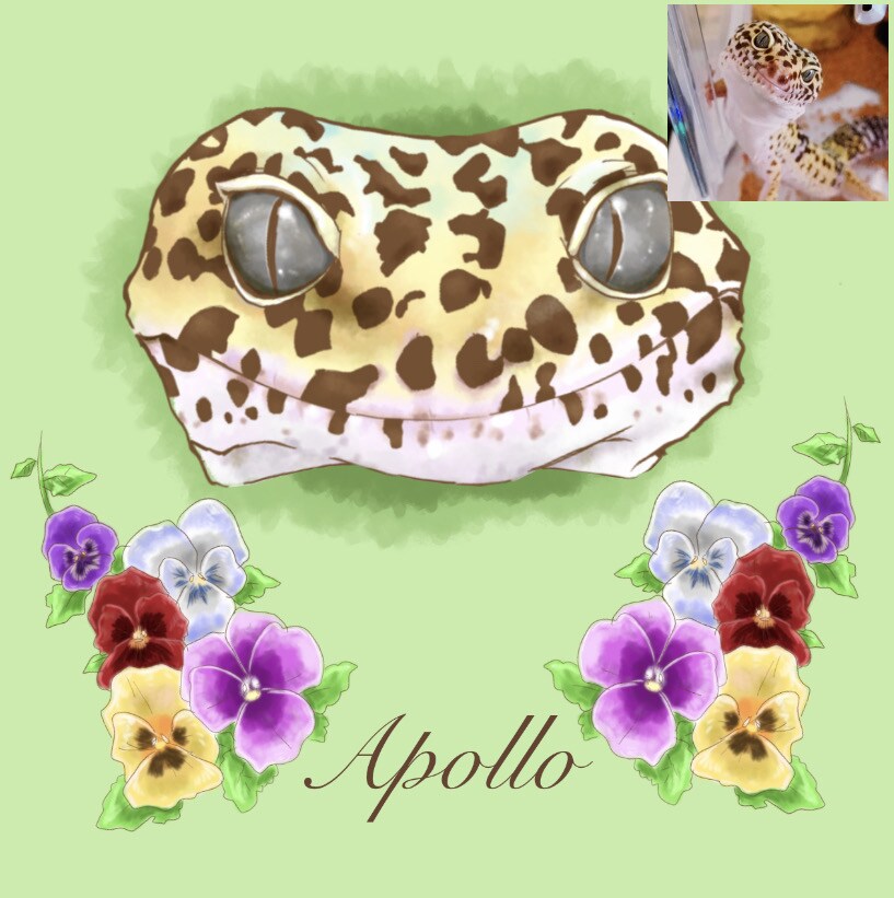 リアル調顔のみでペット/動物をイラストにします イラスト完成までのメイキング動画もプレゼント！ イメージ3