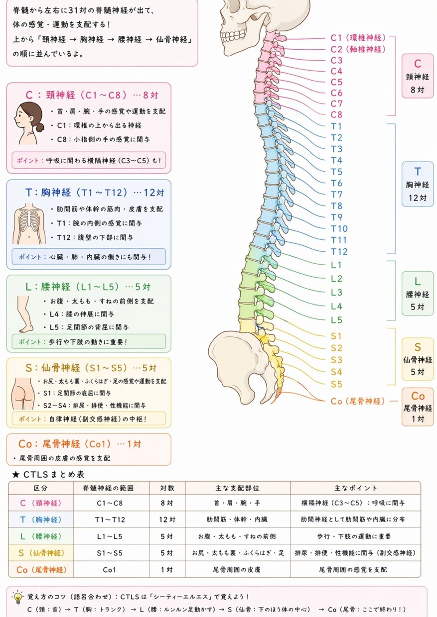 新人看護師向けのあんちょこ107種類あります 現場でそのまま使えるあんちょこはココだけ イメージ3